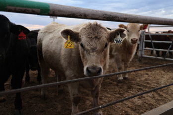 Feedlot pen cow closeup